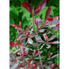 PHOTINIA fraseri PINK MARBLE