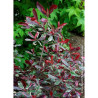 PHOTINIA fraseri PINK MARBLE