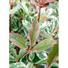 PHOTINIA fraseri PINK MARBLE