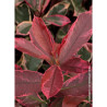 PHOTINIA fraseri PINK MARBLE