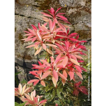 PIERIS japonica FLAMING SILVER