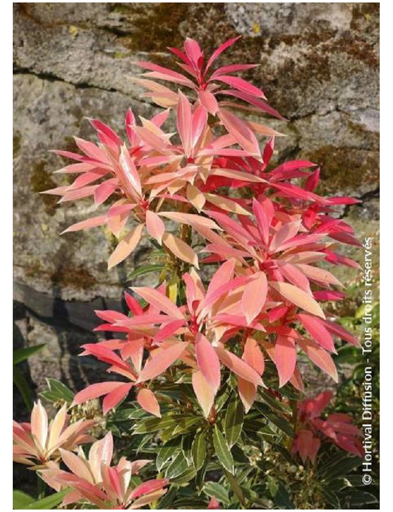 PIERIS japonica FLAMING SILVER