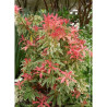 PIERIS japonica FLAMING SILVER