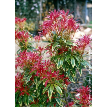 PIERIS japonica FLAMING SILVER