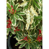 PIERIS japonica FLAMING SILVER