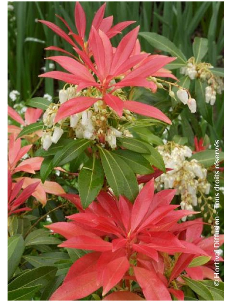 PIERIS japonica FOREST FLAME