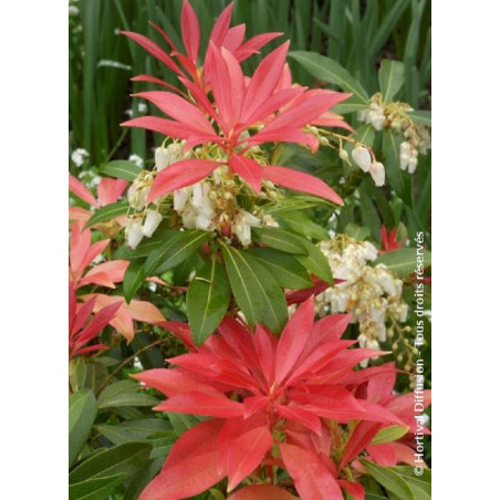 PIERIS japonica FOREST FLAME