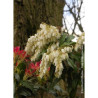 PIERIS japonica FOREST FLAME