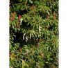 PIERIS japonica FOREST FLAME