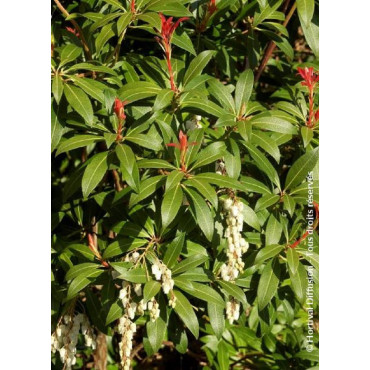 PIERIS japonica FOREST FLAME