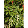 PIERIS japonica FOREST FLAME