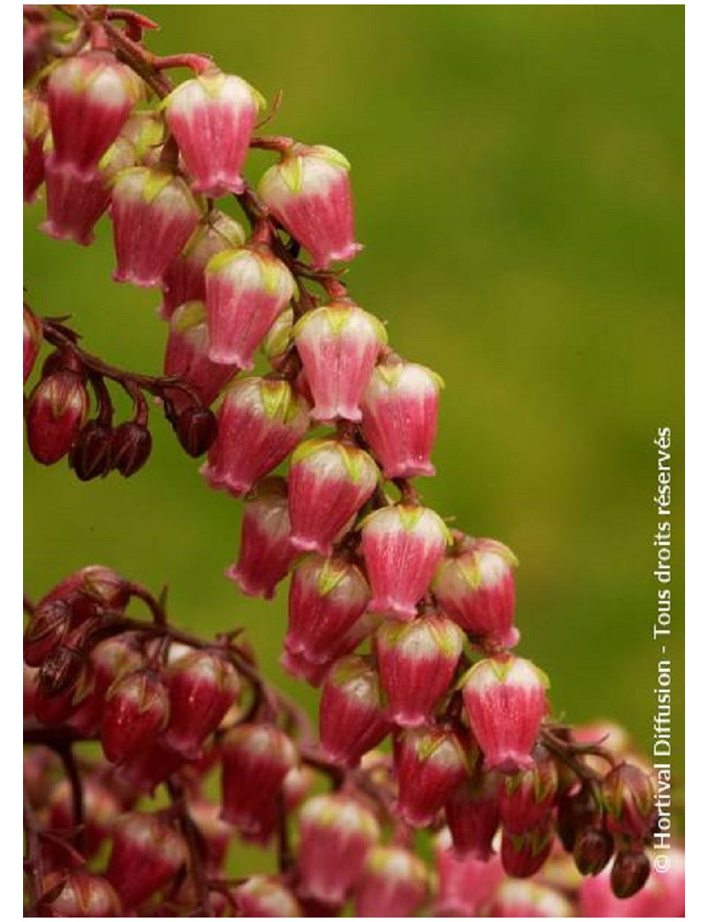 PIERIS japonica VALLEY VALENTINE