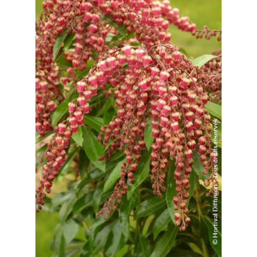 PIERIS japonica VALLEY VALENTINE