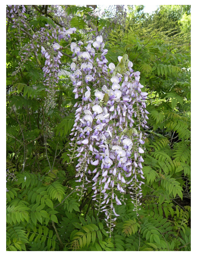 WISTERIA floribunda