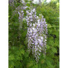 WISTERIA floribunda