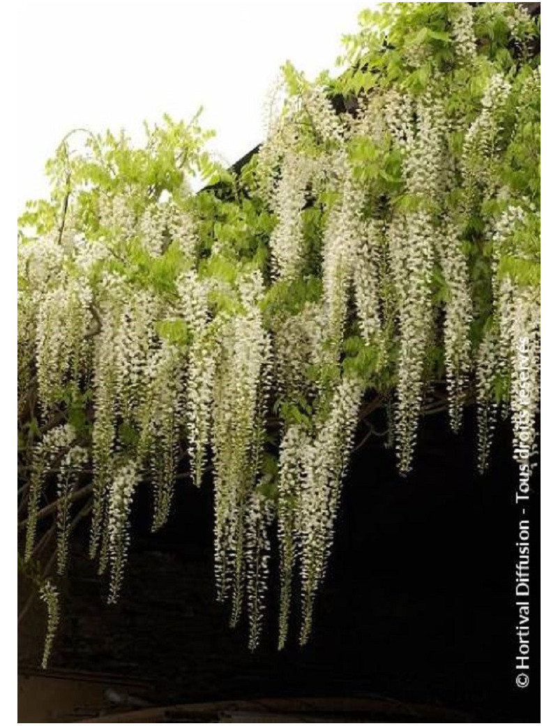 WISTERIA floribunda