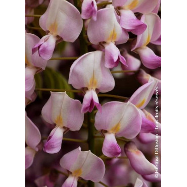 WISTERIA floribunda ROSEA