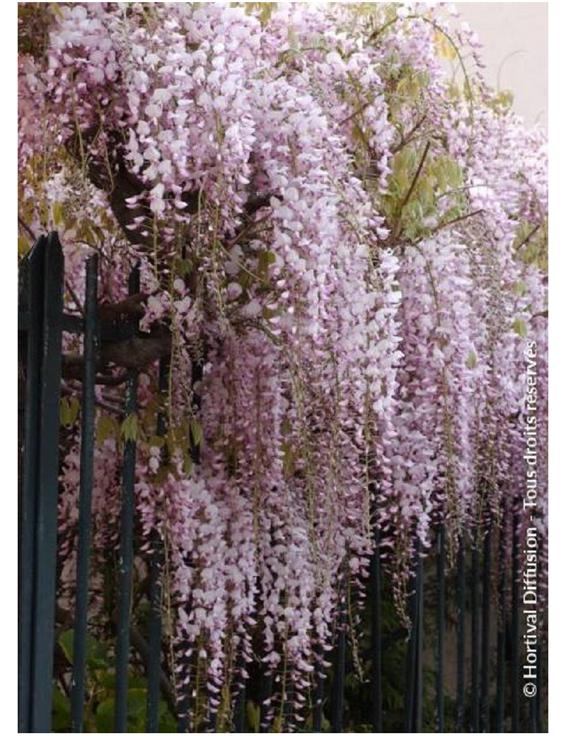 WISTERIA floribunda ROSEA