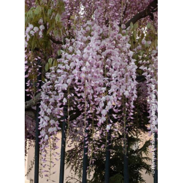 WISTERIA floribunda ROSEA