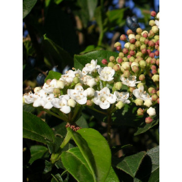 VIBURNUM tinus EVE PRICE