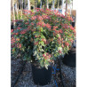 VIBURNUM tinus EVE PRICE