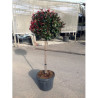 PHOTINIA fraseri LITTLE RED ROBIN