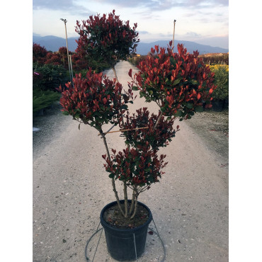 PHOTINIA fraseri LITTLE RED ROBIN