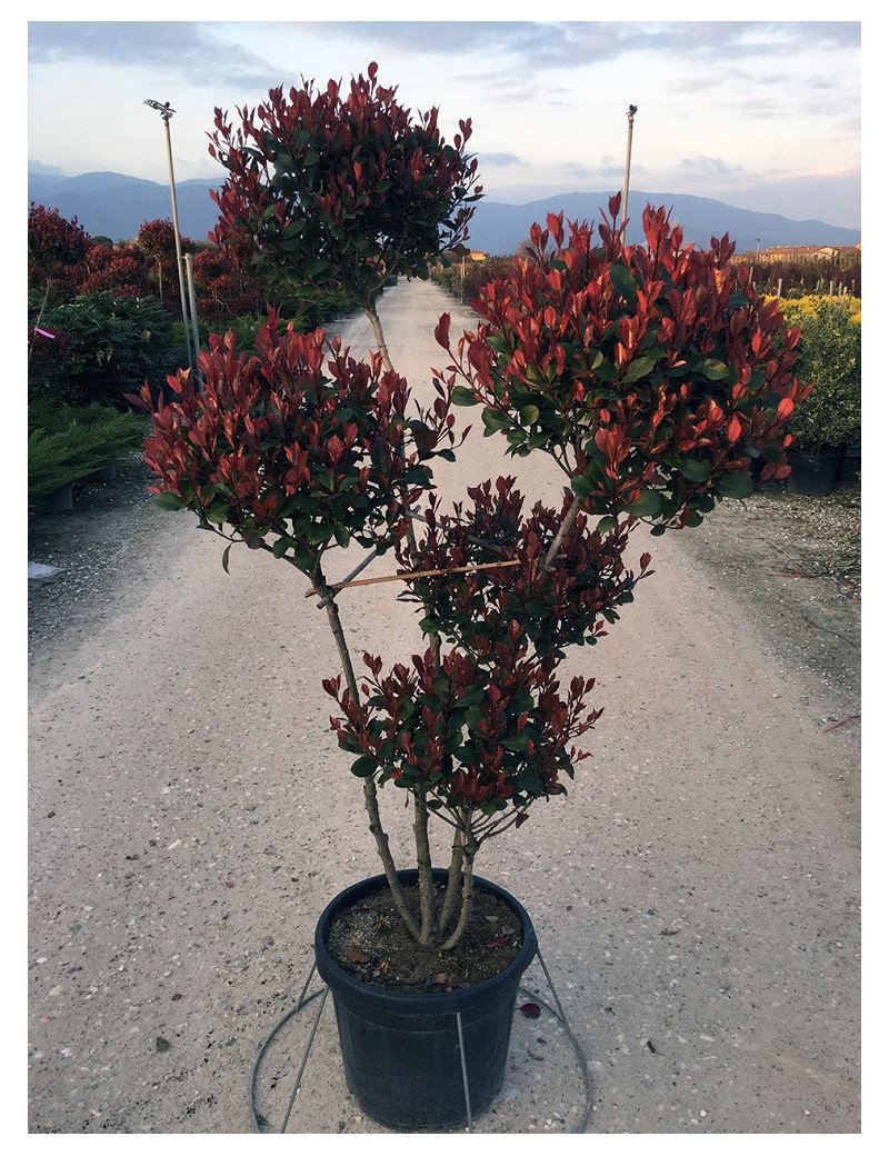 PHOTINIA fraseri LITTLE RED ROBIN