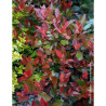 PHOTINIA fraseri LITTLE RED ROBIN