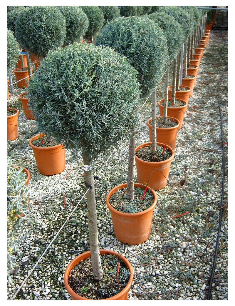 CUPRESSUS arizonica FASTIGIATA