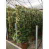 TRACHELOSPERMUM jasminoides En pot forme espalier