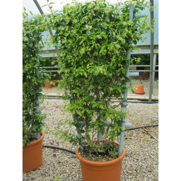 TRACHELOSPERMUM jasminoides En pot forme espalier