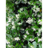 TRACHELOSPERMUM jasminoides