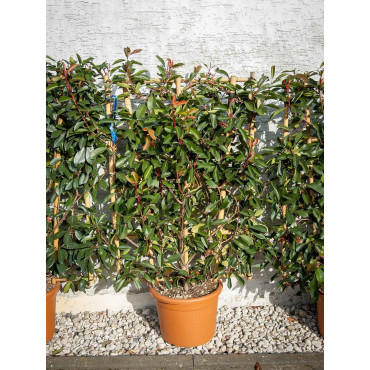 PHOTINIA fraseri RED ROBIN