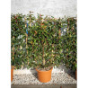 PHOTINIA fraseri RED ROBIN