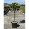 PHOTINIA fraseri RED ROBIN