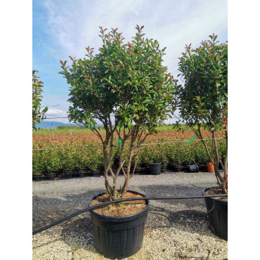 PHOTINIA fraseri RED ROBIN