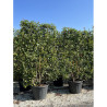 PHOTINIA fraseri RED ROBIN