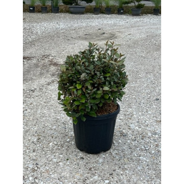 ELAEAGNUS ebbingei En pot forme boule