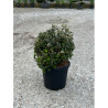 ELAEAGNUS ebbingei En pot forme boule