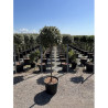 ELAEAGNUS ebbingei En pot forme boule sur tige hauteur du tronc 090-110 cm