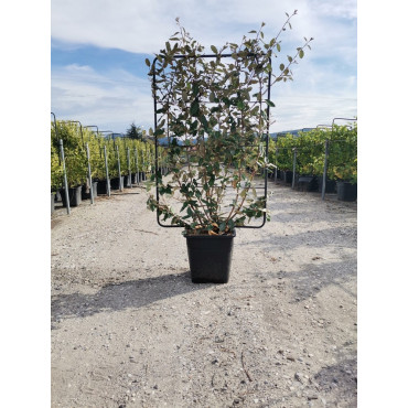 ELAEAGNUS ebbingei  En pot forme espalier