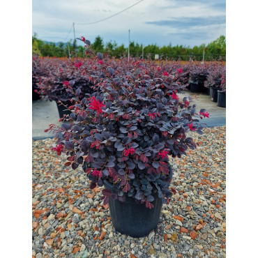 Topiaire (Plante taillée) - LOROPETALUM chinense BLACK Pearl cov (Loropétale de Chine)