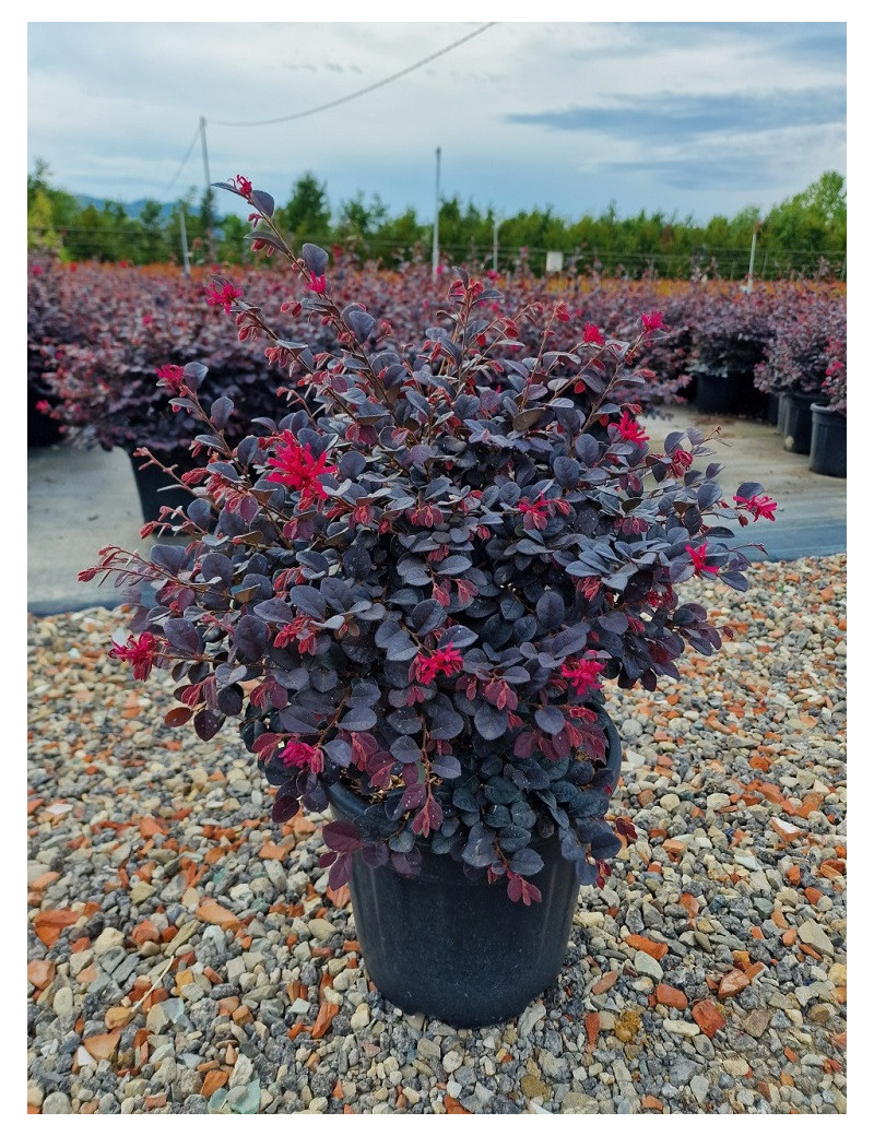 Topiaire (Plante taillée) - LOROPETALUM chinense BLACK Pearl cov (Loropétale de Chine)