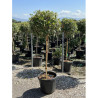 Topiaire (Plante taillée) - PHOTINIA fraseri PINK MARBLE® (Photinia Pink Marble) En pot forme tige hauteur du tronc 090-110 cm