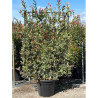 Topiaire (Plante taillée) - PHOTINIA fraseri PINK MARBLE® (Photinia Pink Marble) En pot forme espalier