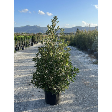 Topiaire (Plante taillée) - PHOTINIA fraseri PINK MARBLE® (Photinia Pink Marble) En pot forme conique