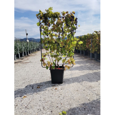 Topiaire (Plante taillée) - VIGNE DE TABLE