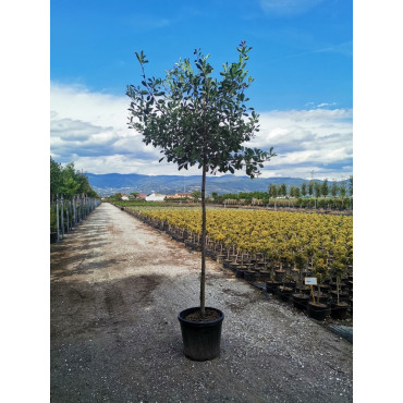 PHOTINIA fraseri PINK MARBLE En pot forme tige hauteur du tronc 180-200 cm