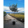 PHOTINIA fraseri PINK MARBLE En pot forme tige hauteur du tronc 180-200 cm